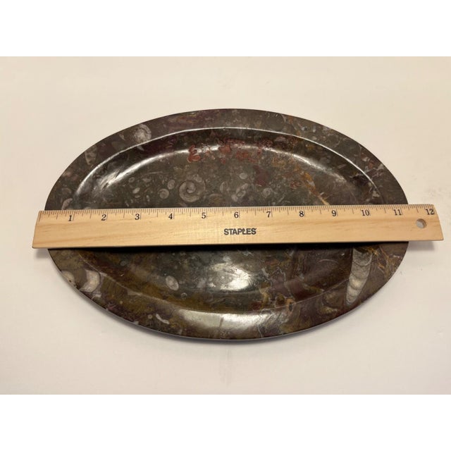 1970s Rare Stone Fossil Plate Orthoceras Sea Shell Polished Brown Ammonite For Sale In Los Angeles - Image 6 of 7