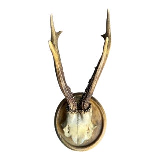 Roe Deer Trophy 175 Black Foret Antlers For Sale