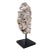 Organic Modern Fossil Scholar Stone For Sale