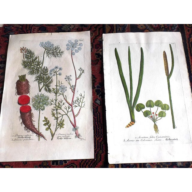 Mid 18th Century Authentic Antique 18th Century Weinmann/Miller Hand Colored Folio Size Botanical Mezzotints - Set of 6 For Sale - Image 5 of 6