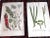 Mid 18th Century Authentic Antique 18th Century Weinmann/Miller Hand Colored Folio Size Botanical Mezzotints - Set of 6 For Sale - Image 5 of 6