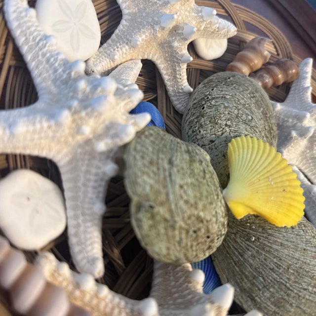 Curated Maritime Still Life: An Assemblage of Pristine Specimen Seashells and Starfish in Woven Tray For Sale - Image 4 of 8
