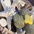 Curated Maritime Still Life: An Assemblage of Pristine Specimen Seashells and Starfish in Woven Tray For Sale - Image 4 of 8