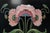 Black Art Nouveau Black Lacquer Fire Screen with Floral Motif, France, 1910 For Sale - Image 8 of 13