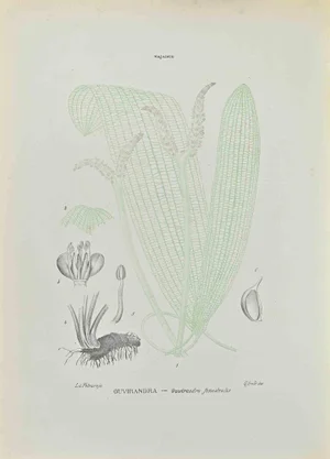 Vincenzo Tenore, Ouvirandra, Lithograph, 1870s