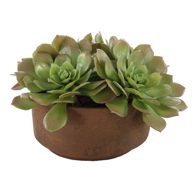 Kenneth Ludwig Chicago Sable Succulent Accent In Pot For Sale - Image 4 of 7