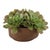 Kenneth Ludwig Chicago Sable Succulent Accent In Pot For Sale - Image 4 of 7