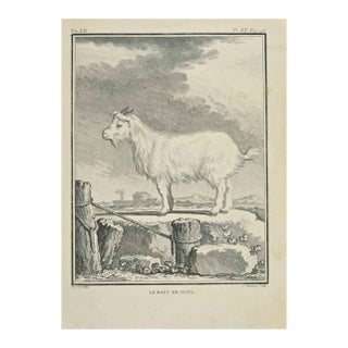 Jean Charles Baquoy, Le Bouc de Juda, Etching, 1771 For Sale