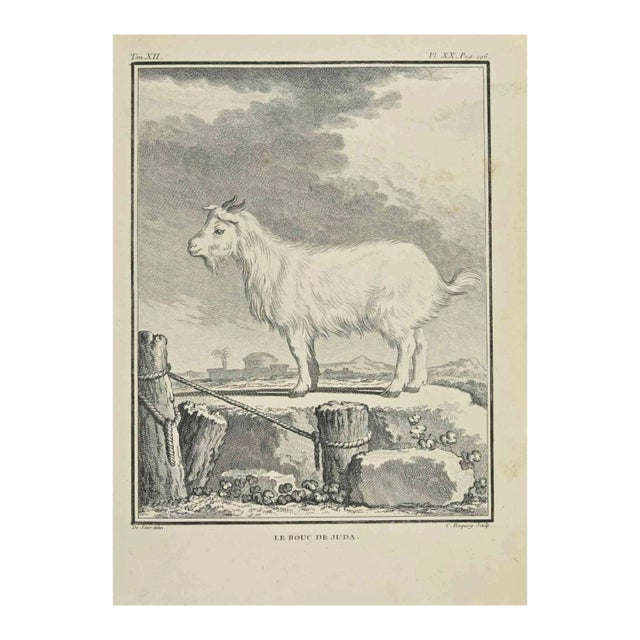 Jean Charles Baquoy, Le Bouc de Juda, Etching, 1771 For Sale
