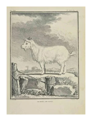Jean Charles Baquoy, Le Bouc de Juda, Etching, 1771