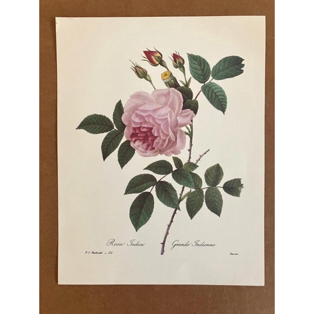 Up for sale is this gorgeous vintage print by PJ Redoute. We believe it is from a folio issued in the 1980s, one of...