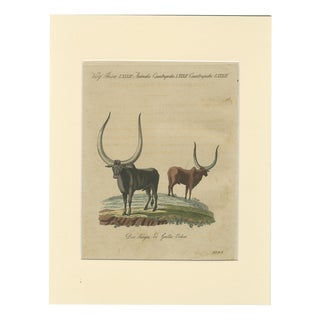 Bertuch, African Sanga Longhorn Cattle, 1810, Engraving For Sale