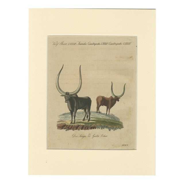 Bertuch, African Sanga Longhorn Cattle, 1810, Engraving For Sale