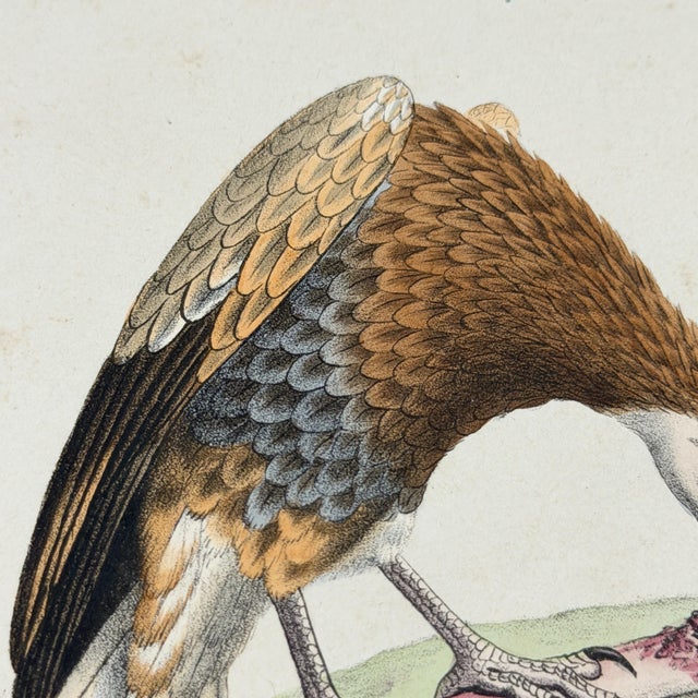 1828 French Raptor Gallery by Jean-Charles Werner | Set of 6 Hand-Colored Lithographs, Framed For Sale - Image 10 of 12