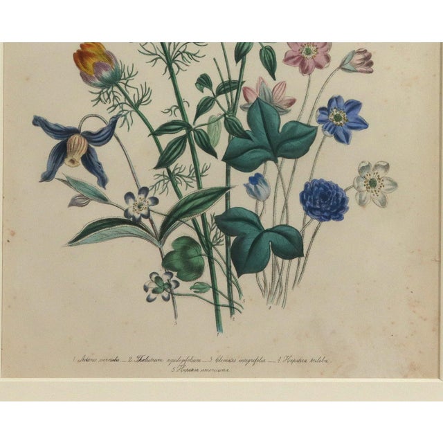 Mid 19th Century Jane Wells Loudon Botanical Prints Framed - a Pair For Sale - Image 11 of 12