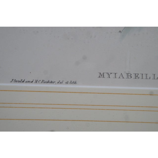 Green Antique John Gould Ornithological Myiabeillia Hummingbird Lithograph Print For Sale - Image 8 of 11