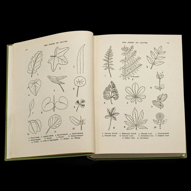 1936's Vintage Reference Book, Wild Flowers of the Wayside For Sale - Image 4 of 12