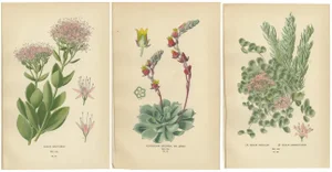 Botanical Succulent Print, 1897, Paper, Set of 3