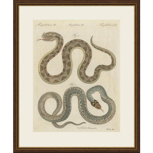 This antique snake print shows two serpents in long winding curves, one blotched in brown and one grey with a brightly...
