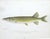 Set of 3 Original Antique Denton Framed Fish Prints C. 1900 For Sale - Image 4 of 6