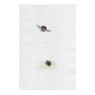 Antique Insect Handcolored Engraving For Sale