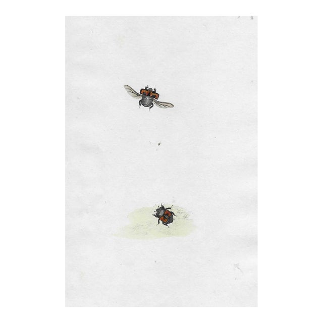 Antique Insect Handcolored Engraving For Sale