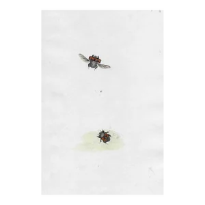 Antique Insect Handcolored Engraving