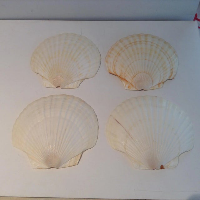 1960s Vintage Natural Shell Specimens - Set of 4 For Sale - Image 5 of 6