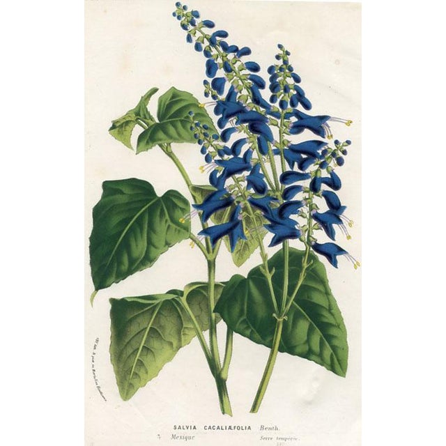 Original antique botanical print from Flore des Serres (Flowers of the Greenhouse) edited by Louis van Houtte. This hand-...