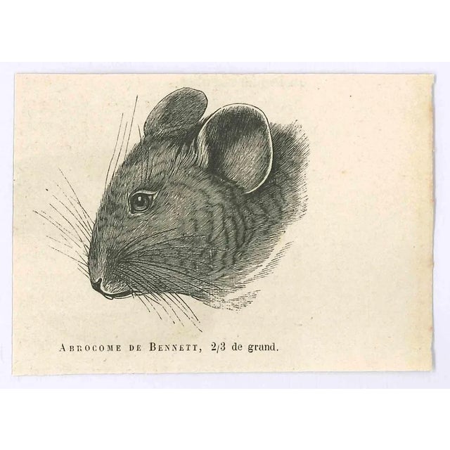 The Mouse is an original lithograph on ivory-colored paper, realized by Paul Gervais (1816-1879). The artwork is from The...