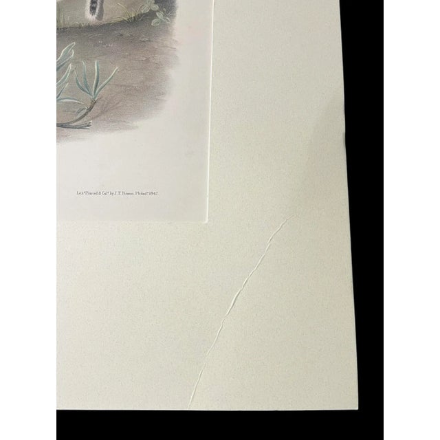 John James Audubon 1847 Spermophilus Spilosoma [Plate 109] Lithograph Print For Sale - Image 10 of 11