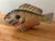 Set of Seven Hand-Carved & Hand-Painted Tropical Wooden Fish Art For Sale - Image 4 of 8