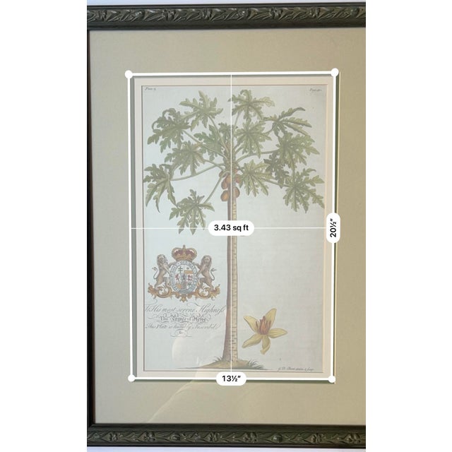 Vintage Framed Georg Dionysius Ehret Papaya Botanical Reproduction Print, After 1750 For Sale - Image 4 of 5