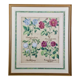 Red Roses, "Rosa Ex Rubro": A 17th C. Hand-Colored Botanical Engraving by Basilius Besler Besler, 1613 For Sale