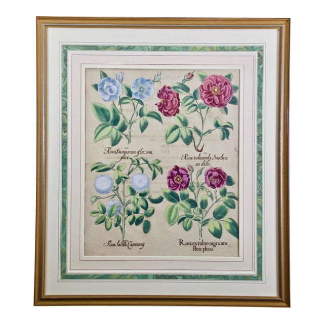 Red Roses, "Rosa Ex Rubro": A 17th C. Hand-Colored Botanical Engraving by Basilius Besler Besler, 1613 For Sale