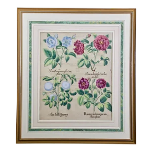 Red Roses, "Rosa Ex Rubro": A 17th C. Hand-Colored Botanical Engraving by Basilius Besler Besler, 1613
