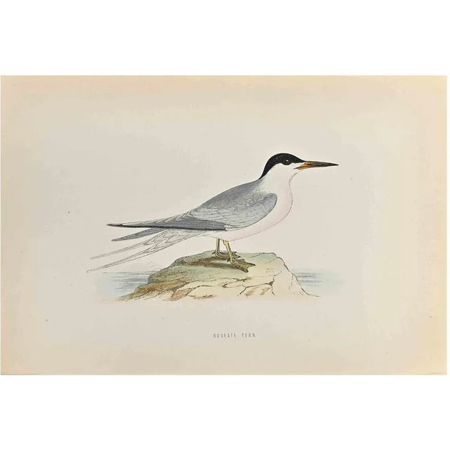 Roseate Tern is a modern artwork realized in 1870 by the British artist Alexander Francis Lydon (1836-1917) . Woodcut...
