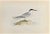 Roseate Tern is a modern artwork realized in 1870 by the British artist Alexander Francis Lydon (1836-1917) . Woodcut...