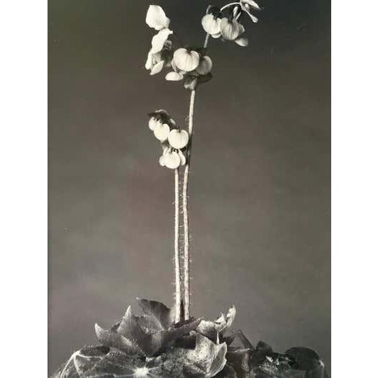 Black Late 20th Century Michael Johnson Botanicals Photography Portfolio 1979 - Set of 8 For Sale - Image 8 of 12