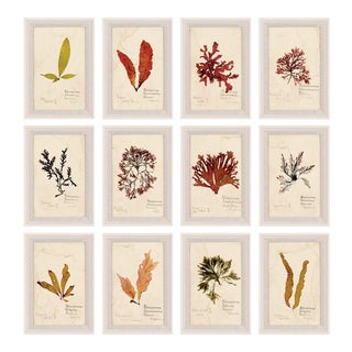 Capistrano Seaweed, Small, Framed Artwork - Set Of 12 For Sale