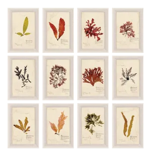 Capistrano Seaweed, Small, Framed Artwork - Set Of 12