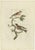 Sepp & Nozeman, Bird Illustration of the Brambling, 1797, Print For Sale