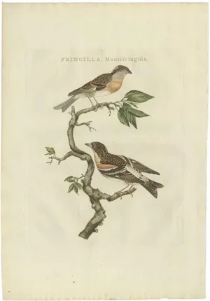 Sepp & Nozeman, Bird Illustration of the Brambling, 1797, Print