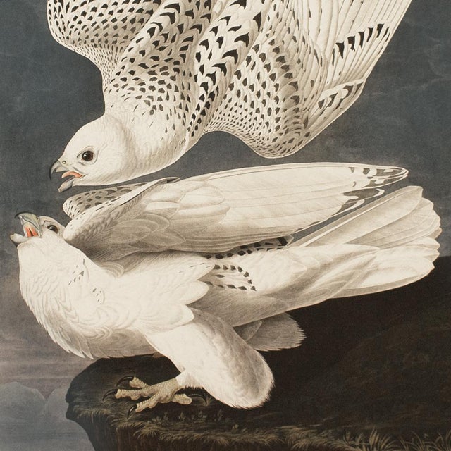 John James Audubon 1990s Iceland or Jer Falcon After Audubon, Large American Classical Print For Sale - Image 4 of 12