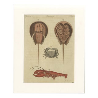 Antique Lobster Crab and Horseshoe Crab Engraving by Bertuch, 1792 For Sale