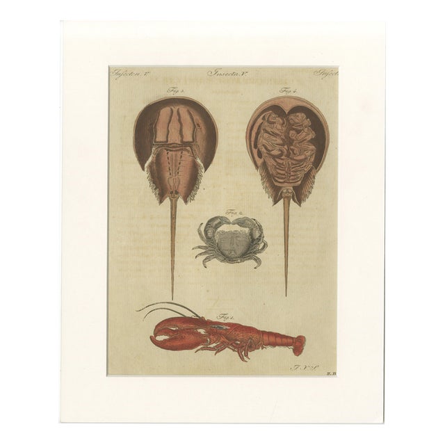 Antique Lobster Crab and Horseshoe Crab Engraving by Bertuch, 1792 For Sale