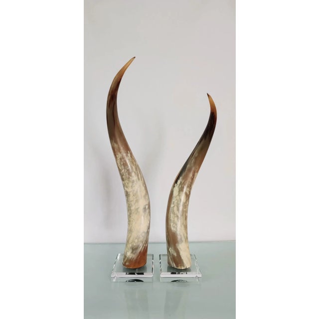 Sculptural and exotic, designers know that horns add the perfect finishing touch to a room. When I bought these at an...
