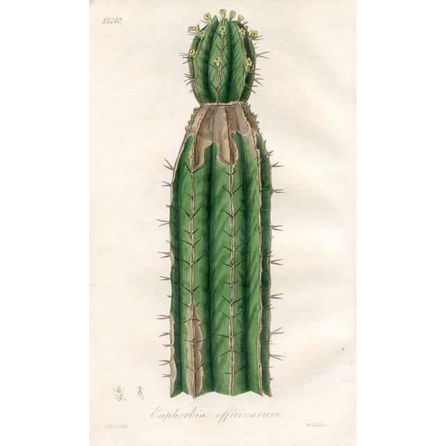 Original hand-colored botanical print from “Medical Botany”, a medical reference published in England in the early 1800s....