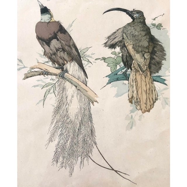 Wood 19th C. French Drawings of Birds, Pair For Sale - Image 7 of 11