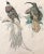 Wood 19th C. French Drawings of Birds, Pair For Sale - Image 7 of 11
